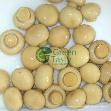 2015 Best Oyster Mushroom Spawn en venta